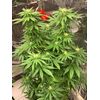 Gorilla Super Glue, Фасовка: 5, изображение 9